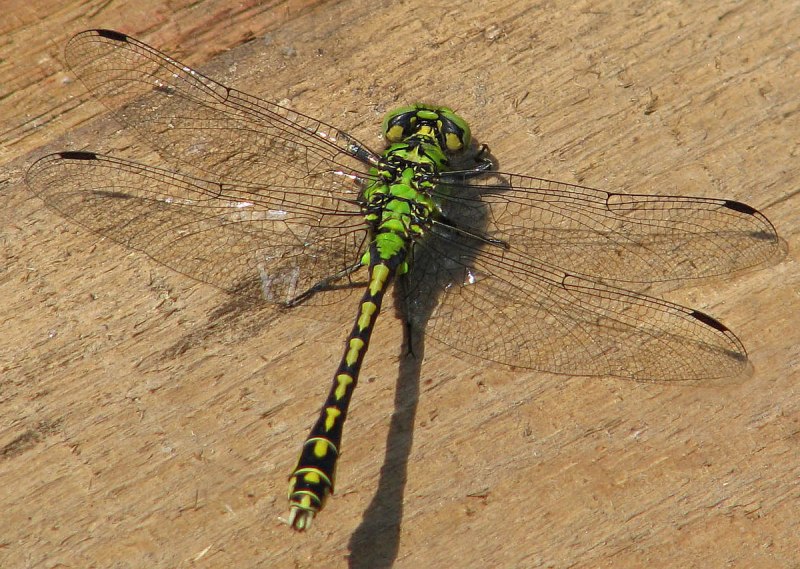 Ophiogomphus Cecilia