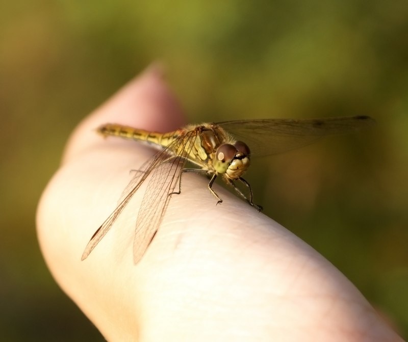 Дедка обыкновенный (Gomphus vulgatissimus)