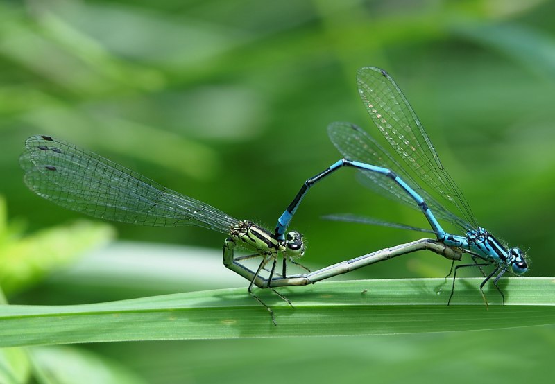 Onychogomphus forcipatus