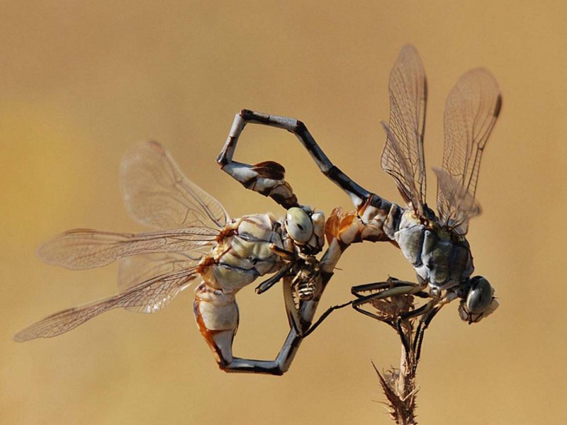 Стрекоза кровяная (Sympetrum sanguineum
