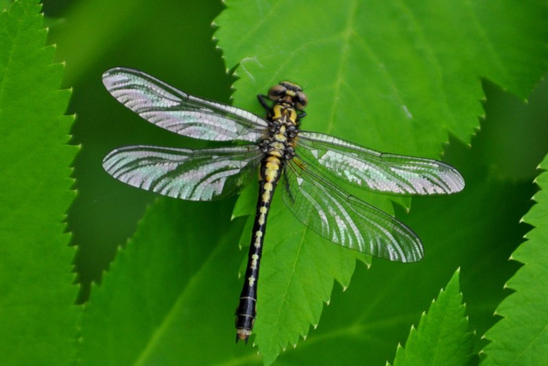 Sympetrum vulgatum
