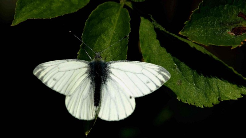 Боярышница (Aporia crataegi)