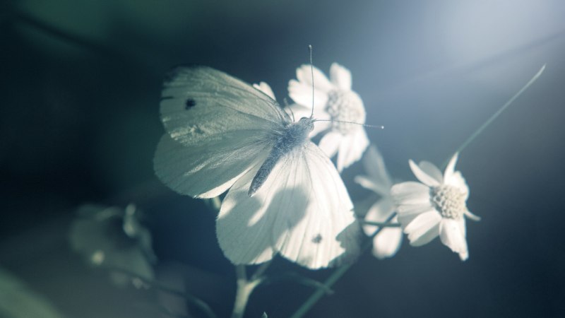 Нежность природа