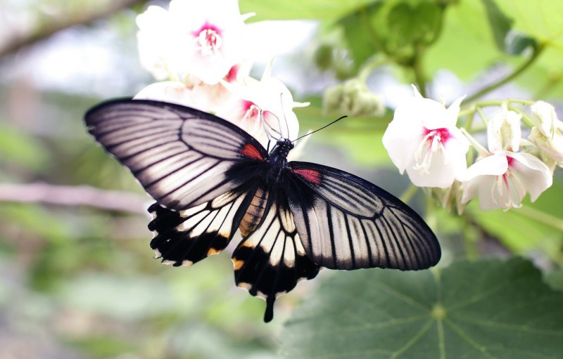 Papilio LOWI бабочка