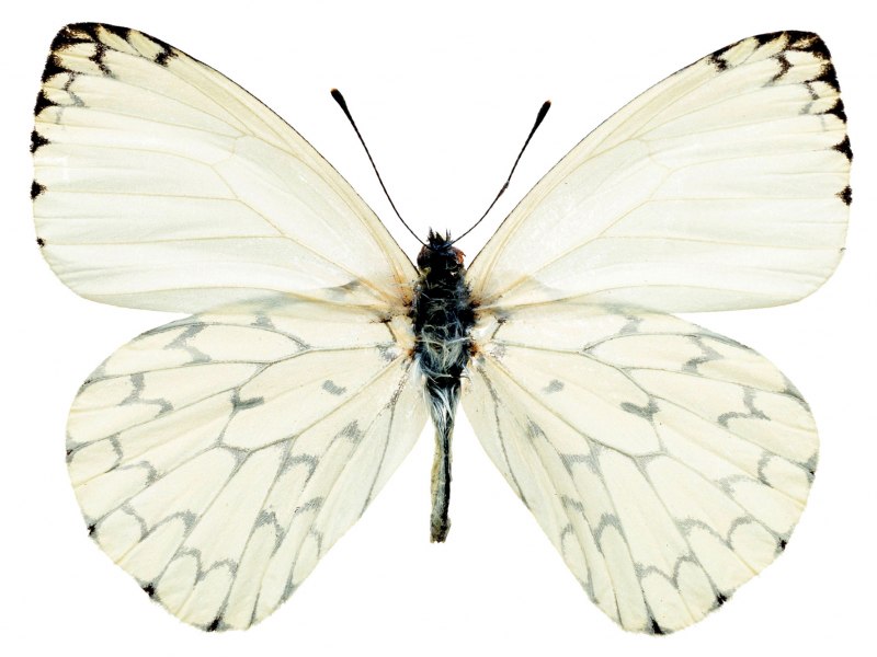 Вайт Баттерфляй (White Butterfly
