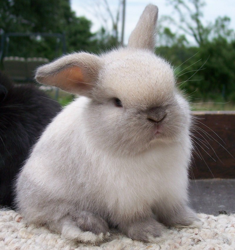 Netherland Dwarf Rabbit