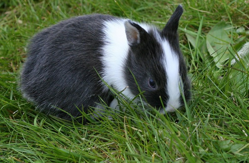 Карликовая вислохий Королик