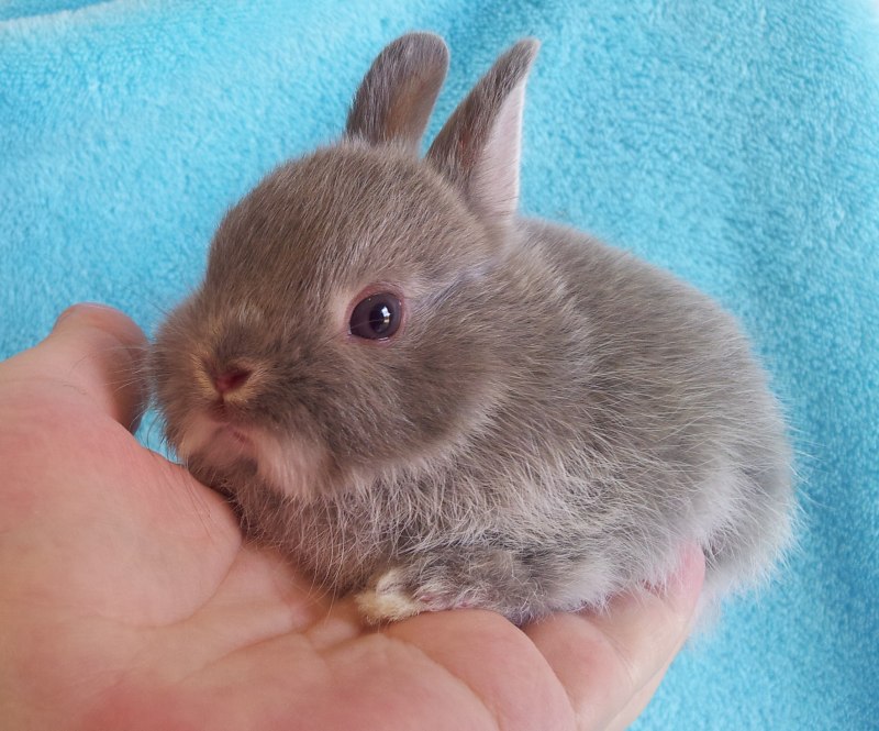 Dwarf кролик