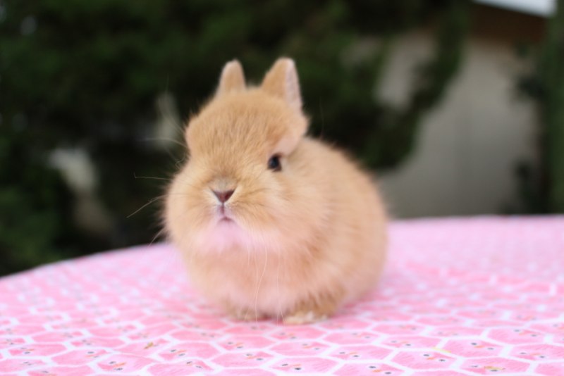 Голландский вислоухий кролик