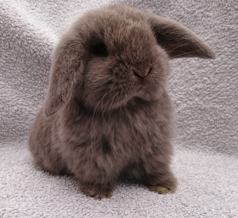 Netherland Dwarf Rabbit