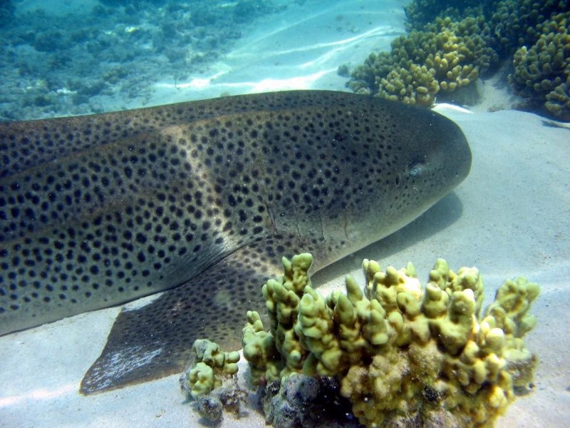 Triakis semifasciata