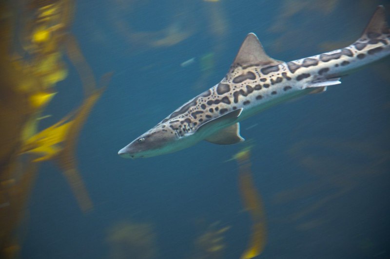 Triakis semifasciata