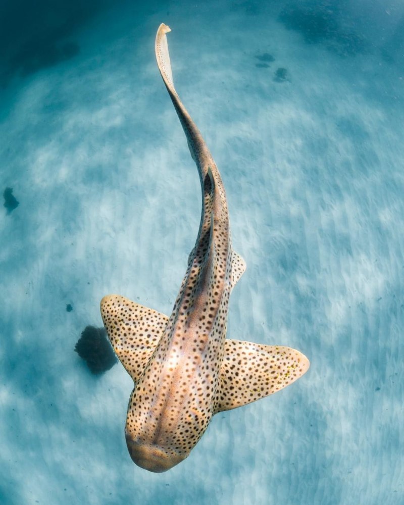 Зебровая акула (Zebra Shark)