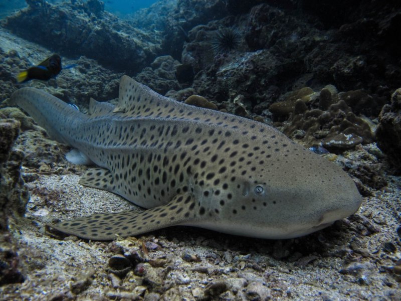 Зебровая акула (Stegostoma fasciatum)