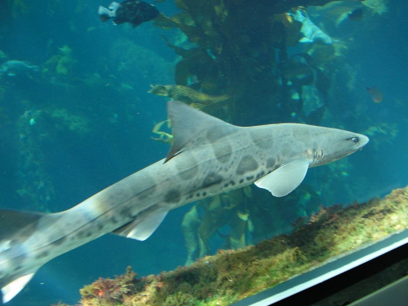 Stegostoma fasciatum