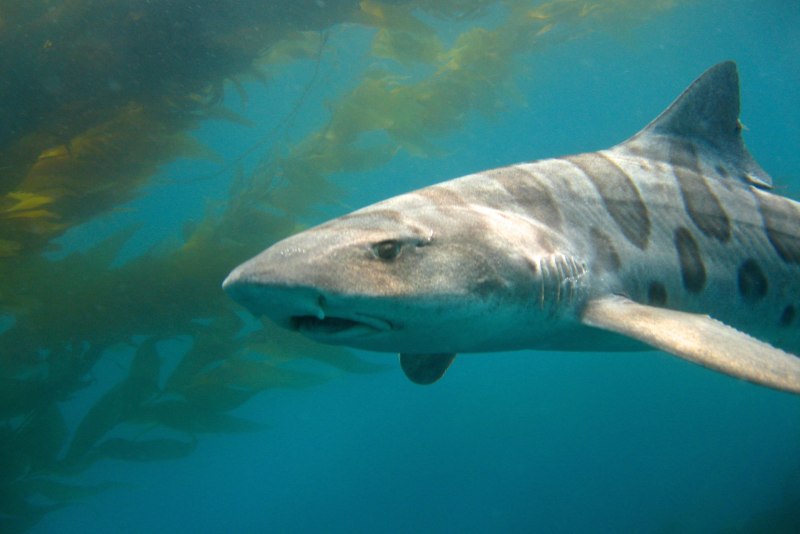Triakis semifasciata