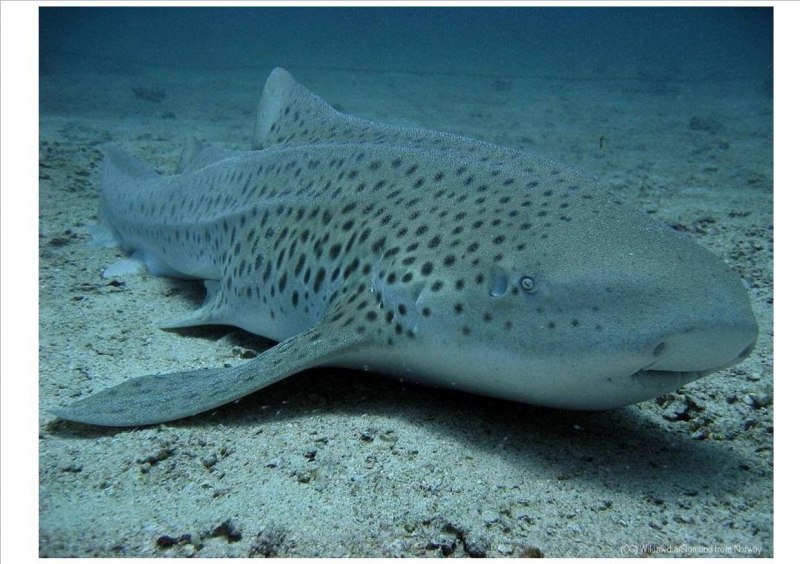 Зебровая акула (Stegostoma fasciatum)