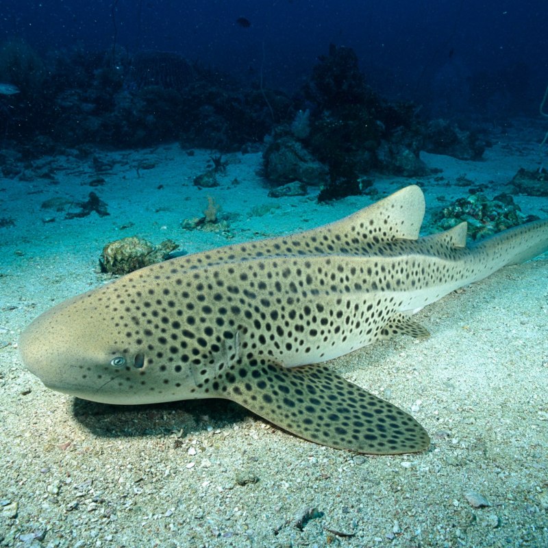 Зебровая акула (Stegostoma fasciatum) акулята