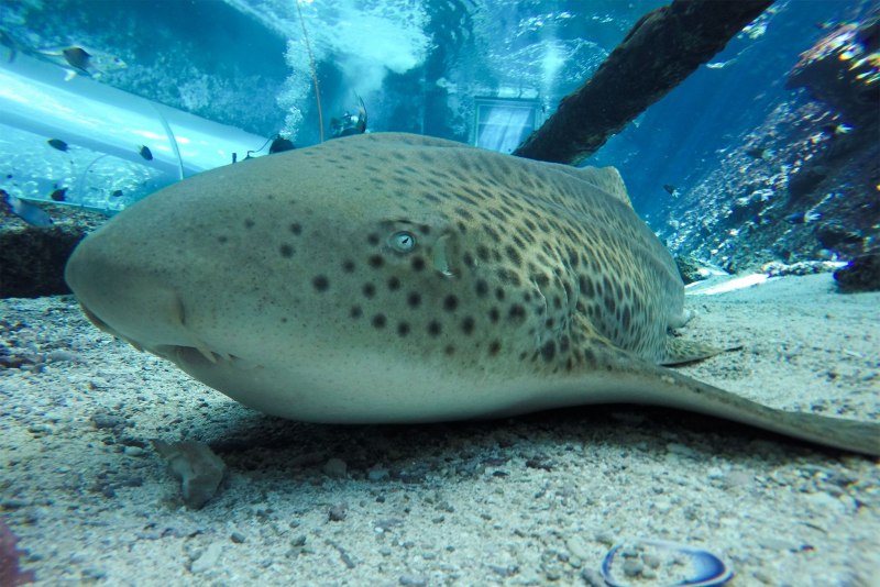Poroderma pantherinum