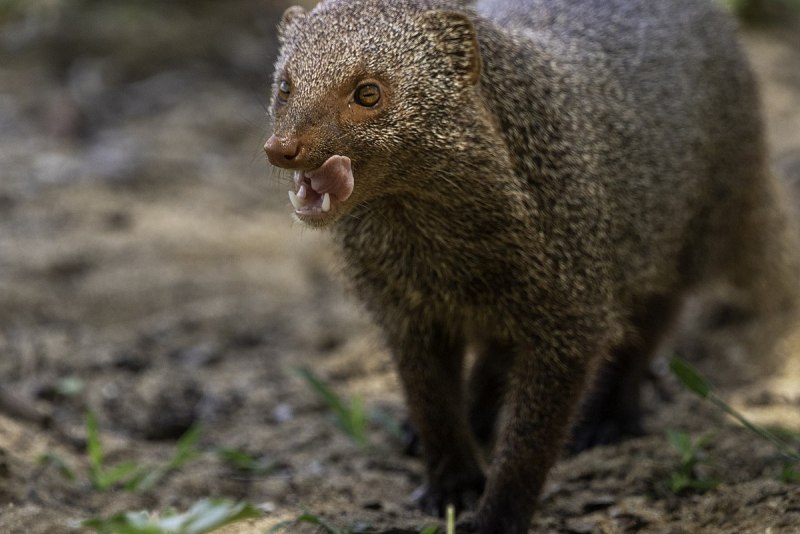 Herpestes edwardsii
