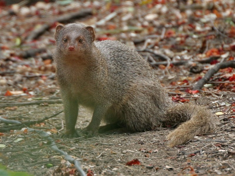 Herpestes javanicus