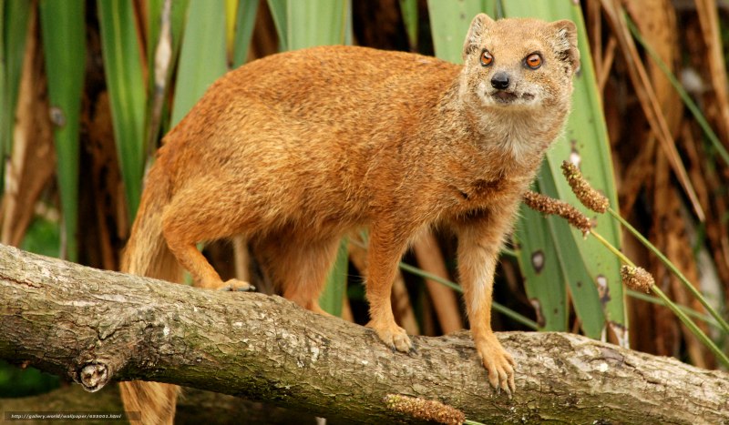 Королевский Мангуст