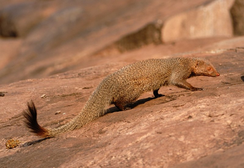Mongoose Ruddy