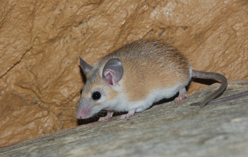 Иглистая мышь. Acomys cahirinus