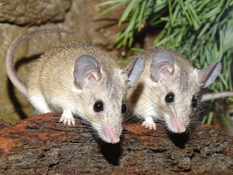Acomys cahirinus