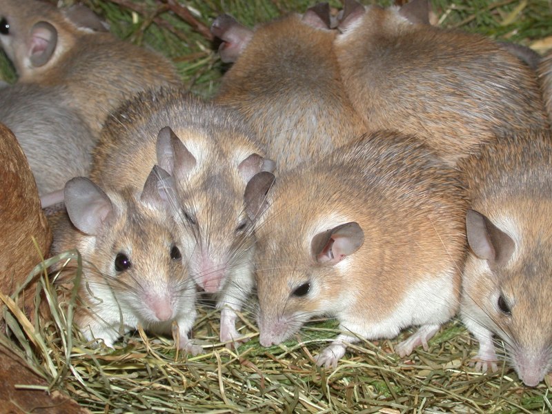 Иглистая мышь. Acomys cahirinus