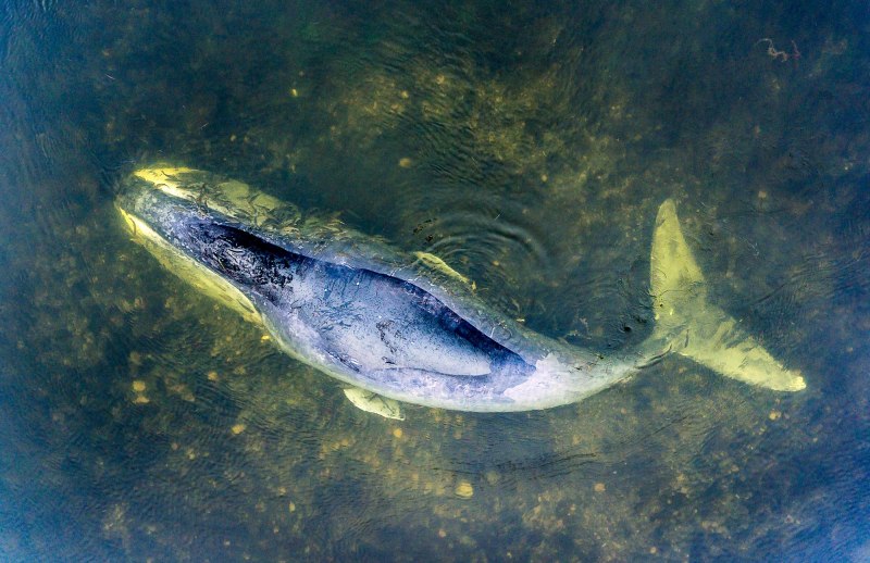 Eubalaena glacialis