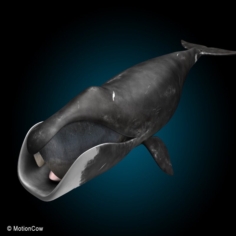 Северный гладкий кит (Eubalaena glacialis)