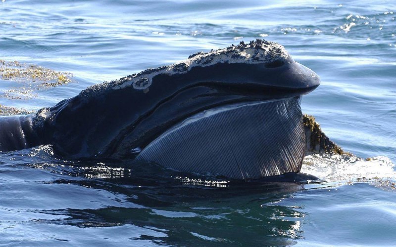 Охотское море киты