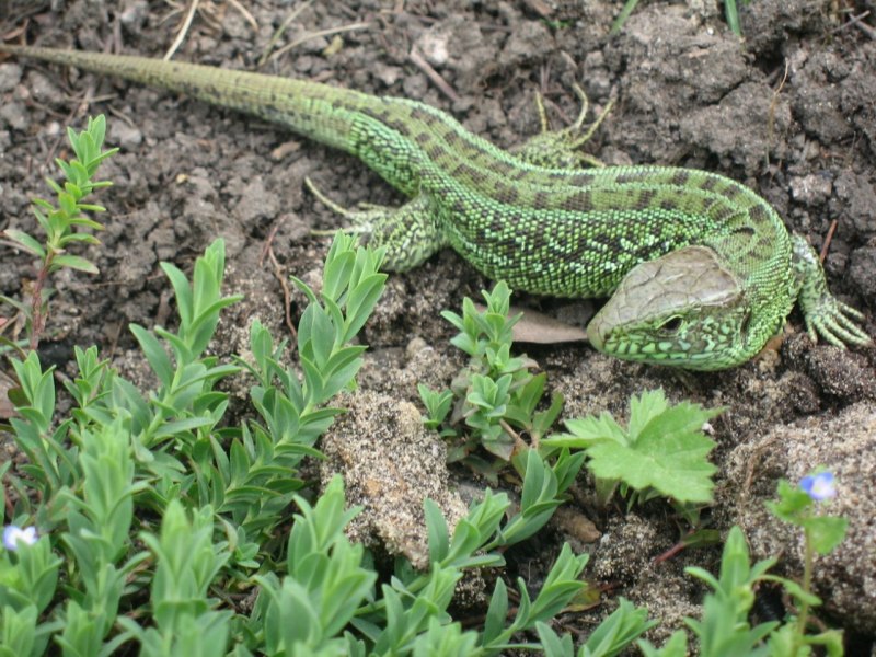 Королевская прыткая ящерица