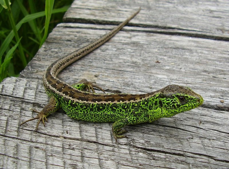 Ящерица Lacerta Agilis