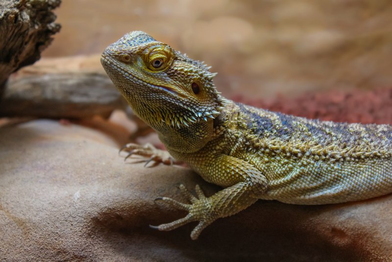 Игуана (Iguana Iguana