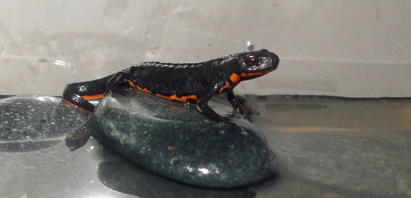 Тритон огненнобрюхий (Cynops orientalis)