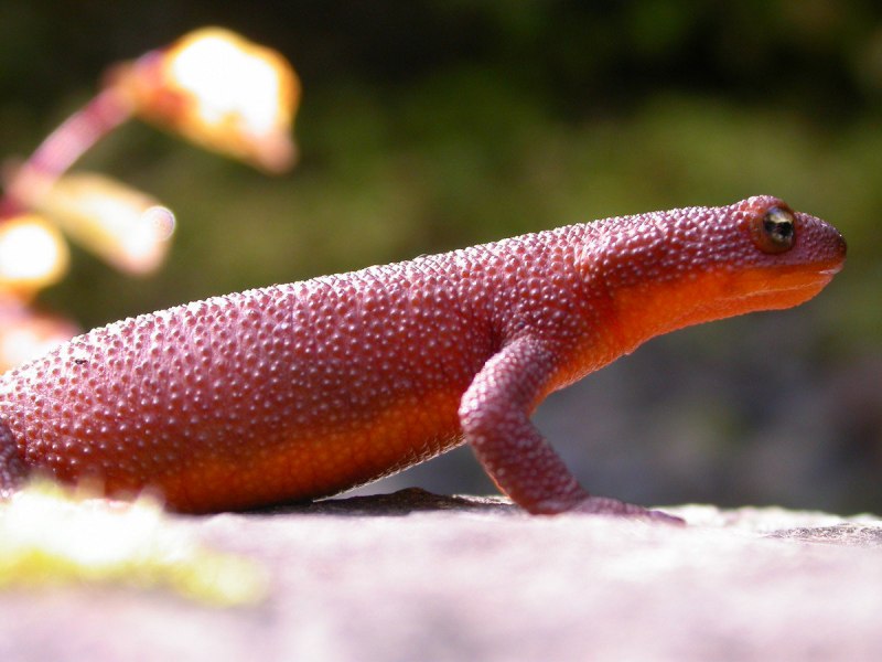 Гребенчатый Тритон Triturus cristatus (Laurenti, 1768)
