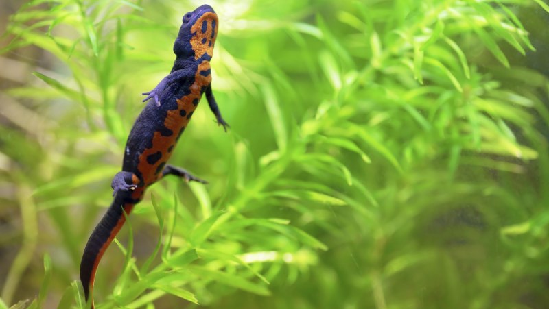 Triturus cristatus гребенчатый Тритон