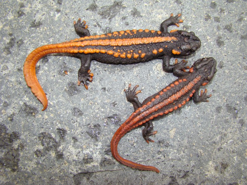 Крокодиловый Тритон Tylototriton phukhaensis