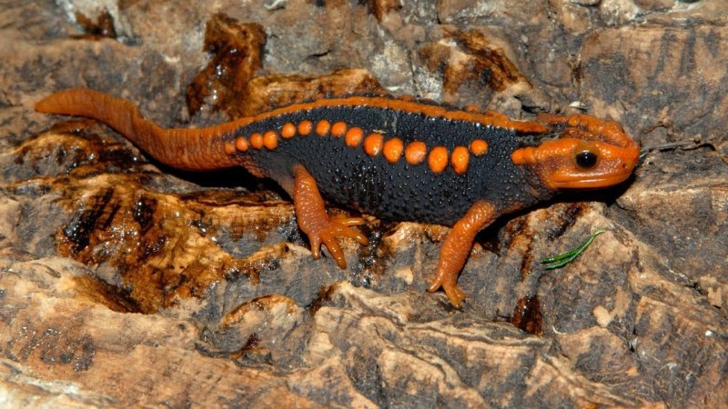 Triturus cristatus гребенчатый Тритон