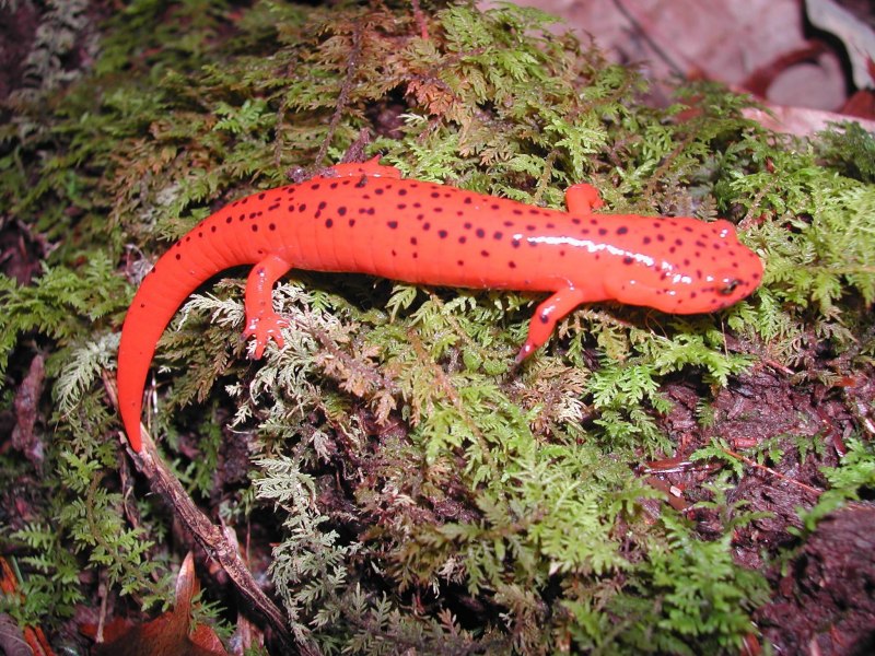 Краснобрюхий Тритон (Taricha rivularis),