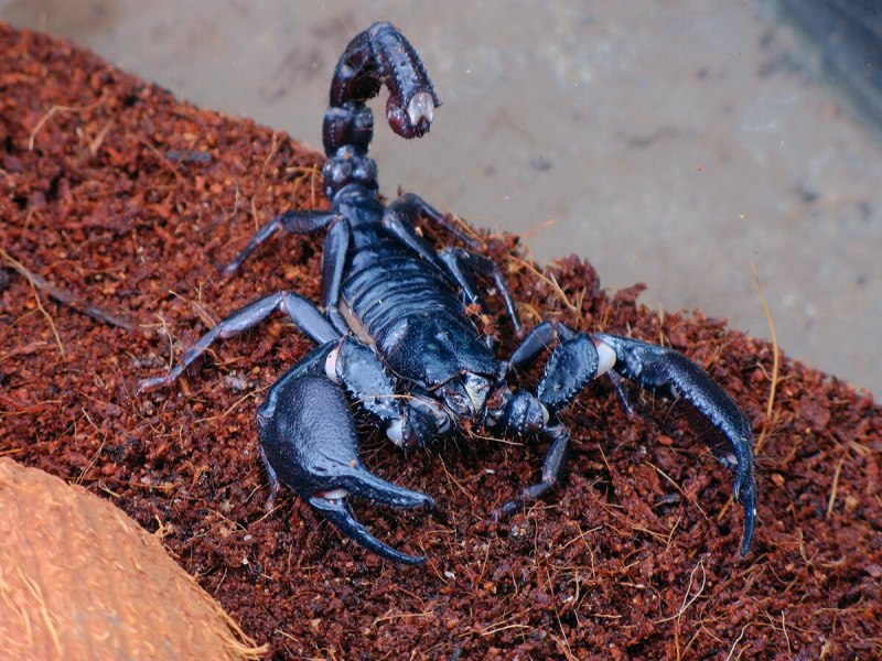 Скорпион Microbothus pusillus