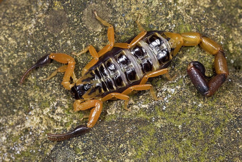 Hottentotta tamulus