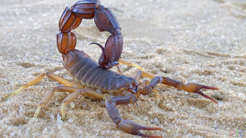 Скорпион живет в воде