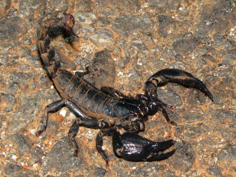 Androctonus bicolor