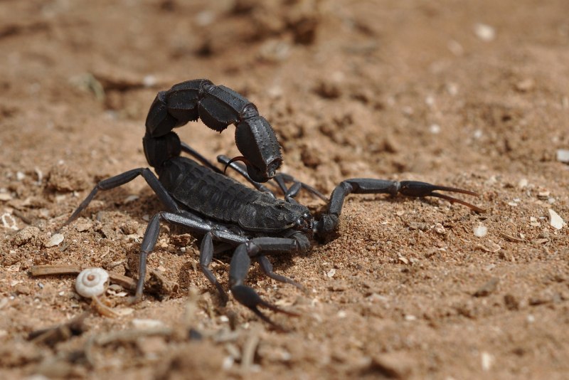 Итальянский Скорпион Euscorpius italicus