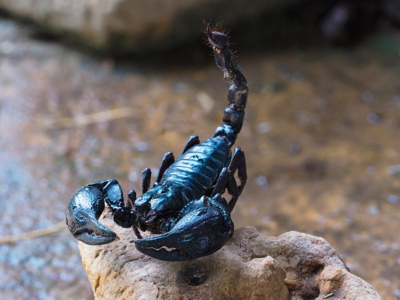 Скорпион Centruroides