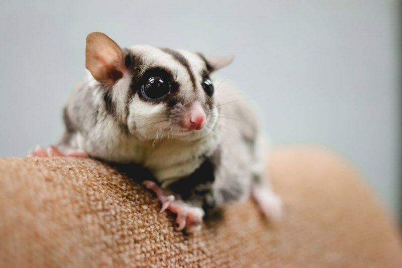 Сахарный поссум (Petaurus breviceps)