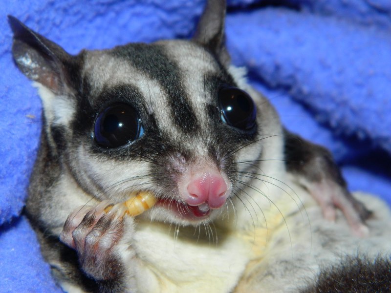 Сахарный поссум (Petaurus breviceps)